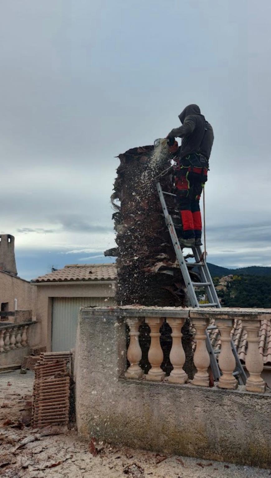 Intervention en hauteur sur un palmier
